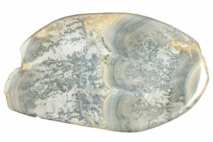 Triassic Aged Stromatolite Fossil - England #285805